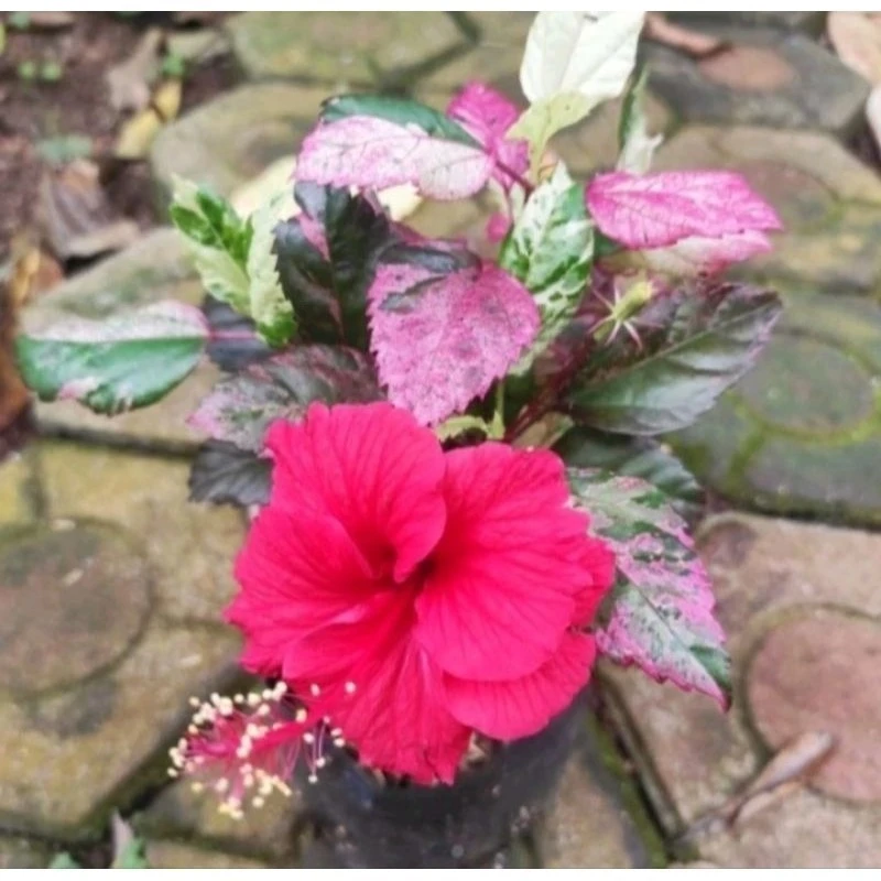 kesimpulan-dan-rekomendasi-untuk-memilih-plushies - Plushies Flora Tanaman Hias: Dekorasi Ramah Lingkungan & Kustom