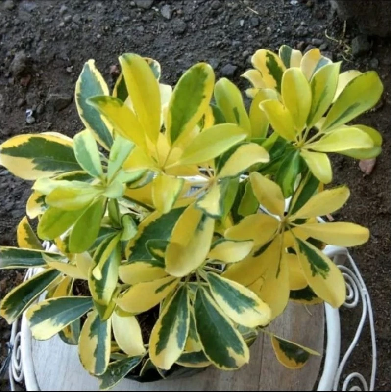 manfaat-plushies-tanaman-hias-dalam-dekorasi-dan-h - Plushies Flora Tanaman Hias: Dekorasi Ramah Lingkungan & Kustom